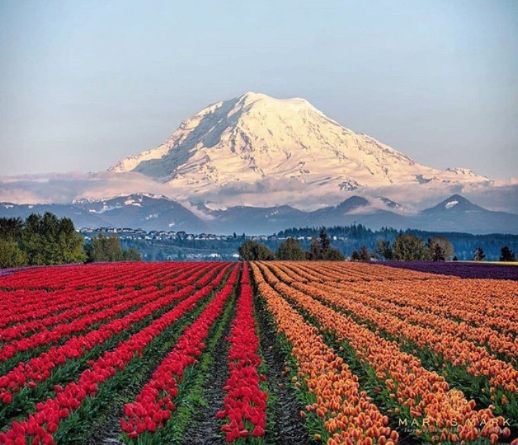 mt-rainier